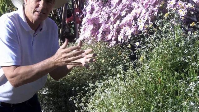 Euphorbia, a terrific filler plant for containers смотреть онлайн