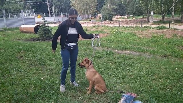 Дрессировка собак -двортерьер смотреть онлайн