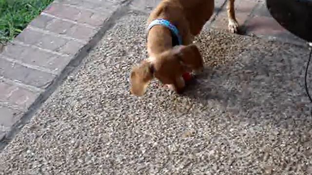 Maximus Playing with a Kong смотреть онлайн