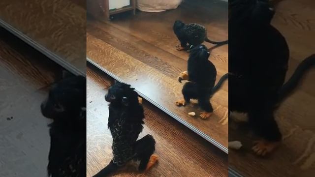 Краснорукий тамарин - маленький Нарцисс. смотреть онлайн