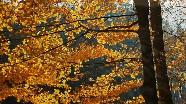 Осень золотая...Красивая песня.# смотреть онлайн