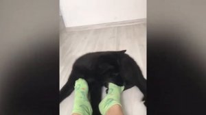 Щенок черной немецкой овчарки 2 месяца