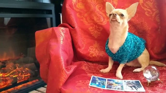 Говорящая собака блогер готовится к дню рождения // гадание на 27.04 смотреть онлайн