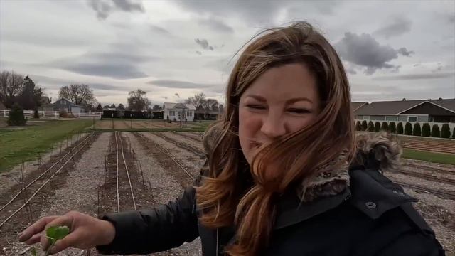 Finally Planting Ranunculus & Anemones! ??? // Garden Answer смотреть онлайн