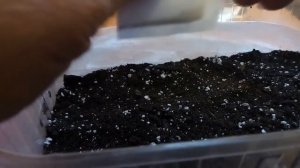 БАЛЬЗАМИН  УОЛЛЕРА ВЫРАЩИВАЕМ ИЗ СЕМЯН.