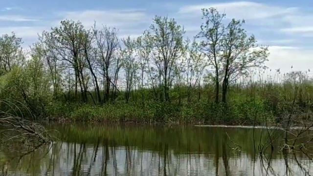 ВЕСЕННЯЯ РЫБАЛКА. Ловим сазана на донную снасть с лодки в коряжнике. смотреть онлайн