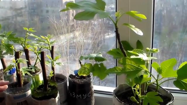 Пора окоренять черенки смотреть онлайн