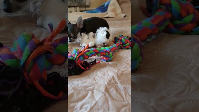 супер мини мальчик чихуахуа 💙 питомник Тати Фром Хаус 🐶 Санкт-Петербург смотреть онлайн