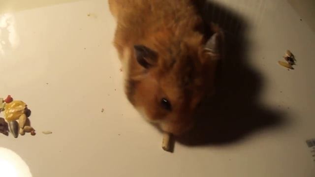 корм лител ван против триола / какой корм лучше для хомячка! смотреть онлайн