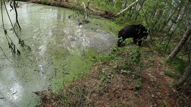 У каждого медведя свои интересы. смотреть онлайн