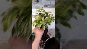 Фикус Бенджамина Кинки.