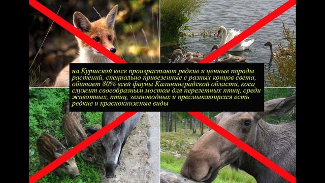 Куршская Коса. Кемпинг в посёлке Лесной смотреть онлайн