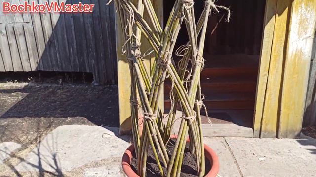 Эксперимент удался: вырастил пальму в Сибири! #BochkoVMaster #пальма #ивоплетение смотреть онлайн