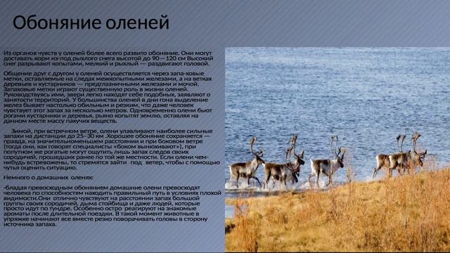 Обоняние животных Якутии смотреть онлайн