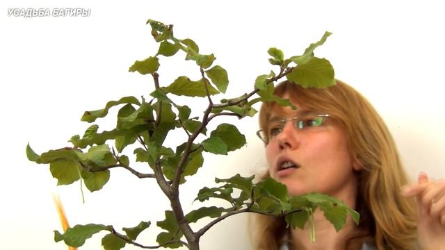 05.Бонсай из бука (ч.5).