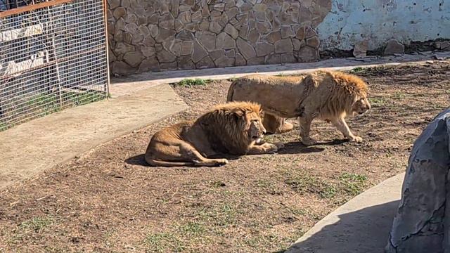 Ухажер прогнал вожака. Тайган. Lion"s life смотреть онлайн