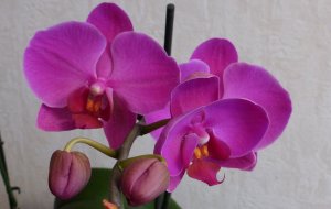 Орхидеи