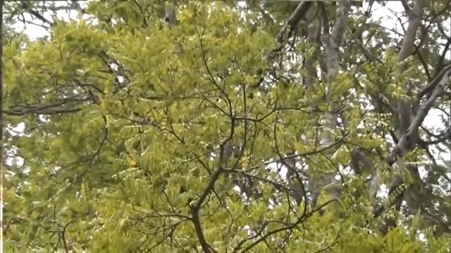 Dalbergia смотреть онлайн