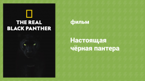 Настоящая чёрная пантера (документальный фильм, 2020)