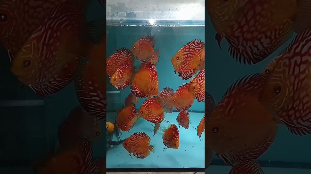 Дискусы, дешевле не найдете. #дискусы #аквариумныерыбки #аквариум #aquarium #discus #разводня #fish смотреть онлайн