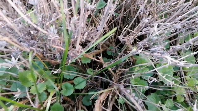 Пришлось сильно обрезать лаванду. Лаванда в Подмосковье смотреть онлайн