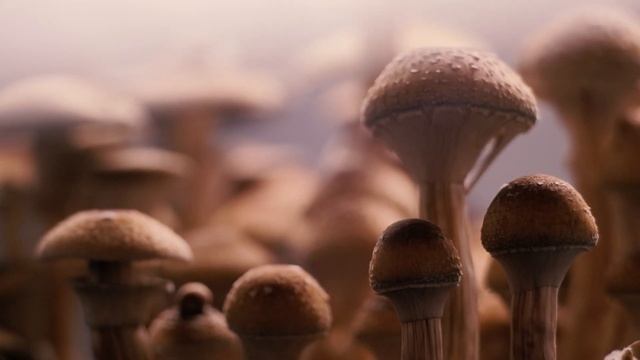 GOLDEN TEACHER (mushroom growing TIME LAPSE) смотреть онлайн