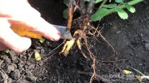 Как привить розу на шиповник. Окулировка почки-глазка c черенка розы