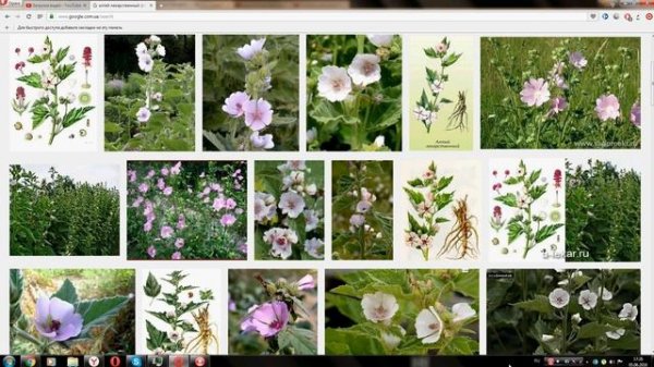 Алтей лекарственный (Althaea officinalis)