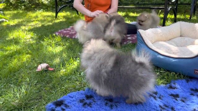 Миниатюрный Померанский ШПИЦ.Обзор ЩЕНКОВ шпица.  щенки готовы к переезду.Pom Shpitz Puppy.