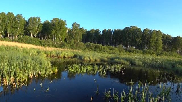 Щука на заросшем БОЛОТЕ. Ловля щуки на лягушку. Где и на что ловить щуку в зарослях!!! смотреть онлайн
