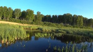 Щука на заросшем БОЛОТЕ. Ловля щуки на лягушку. Где и на что ловить щуку в зарослях!!!