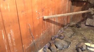 Кролики в вольере