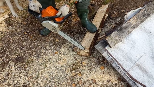 Ремонт и обустройство землянки в лесу.Поход в тайгу с двумя западно-сибирскими лайками. смотреть онлайн