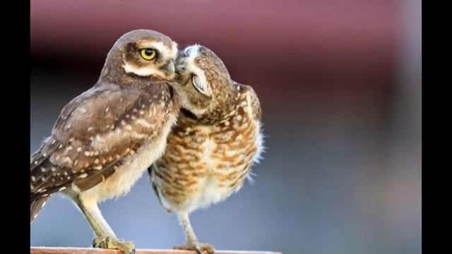 Веселые и потешные животные, мягкие и игривые. смотреть онлайн