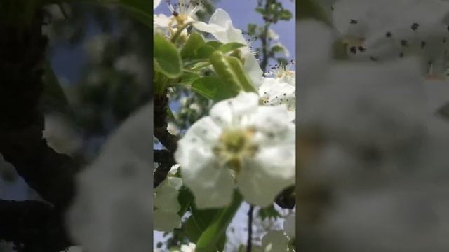 Елагин пруд Мамайский лес Ставрополь 23 апр 2022 смотреть онлайн