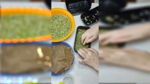 Микрозелень гороха Мадрас. От посадки до стола. Огород дома.