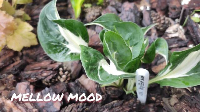 Хоста сорт Mellow mood в июне смотреть онлайн