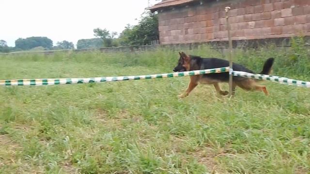 Remo V.haus Bul bul video movement not hendler смотреть онлайн