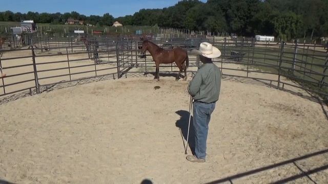 Do You Have A Dominant Horse? смотреть онлайн