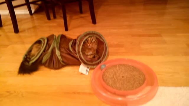 Ramses playing in a tunnel with a star chaser смотреть онлайн