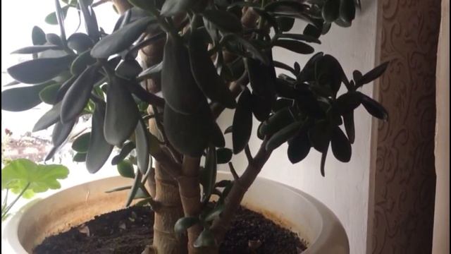 Аптека на подоконнике. Комнатные цветы которые лечат.. смотреть онлайн