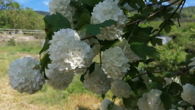 Viburnum Opulus 'Roseum' - Boule de Neige//Viburnum Bola Salji Cina //Snowball Flower. смотреть онлайн