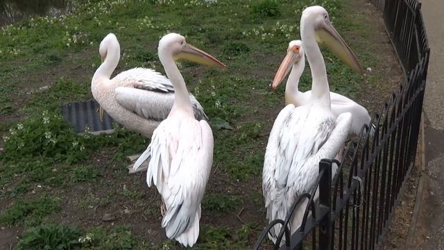 St James's Park //Сент-Джеймс Парк