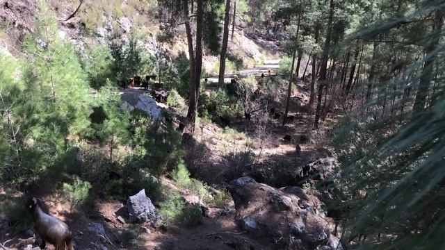 Yörük Yılmaz Ve Çoban Aynur'un Keçi Çobanlığı I Belgesel смотреть онлайн