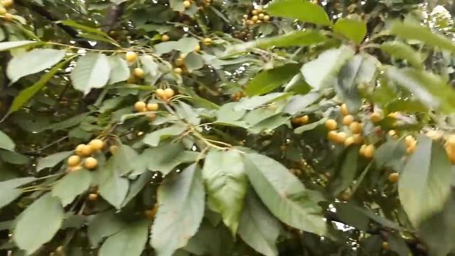 Встретили мамин груз \ В саду у Кантимай обзорчик смотреть онлайн