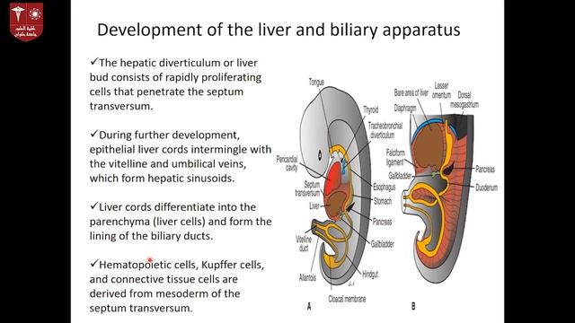 10. Development of GIT смотреть онлайн