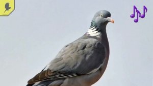 Голоса птиц, дикий голубь ВЯХИРЬ - ГОЛОС