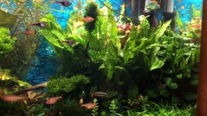 Купил рыб с плавниковой гнилью, лечение