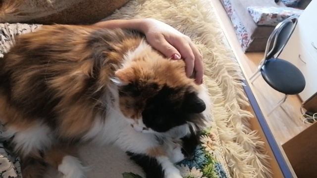 УКРОЩЕНИЕ КОШКИ ИРИС /кошачья агрессия. КАК ПРИРУЧИТЬ ЗЛУЮ КОШКУ. I ADOPTED A CAT смотреть онлайн