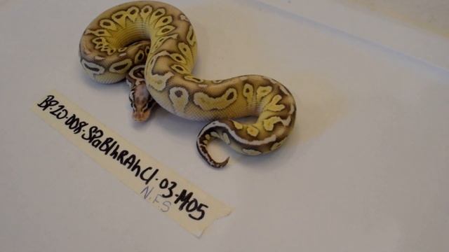2020 Super Pastel Blade het Red Axanthic Ball python - Male смотреть онлайн